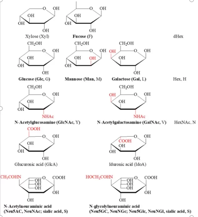 Figure 1 Names, structural formulas, and graphical representations of common monosaccharides